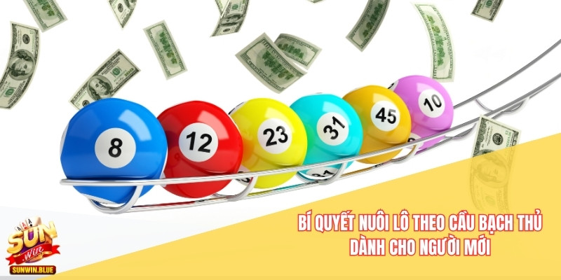 nuôi lô theo cầu bạch thủ