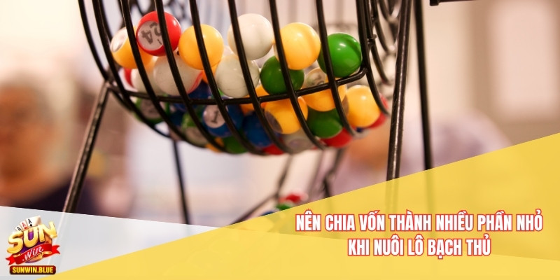Nên chia vốn thành nhiều phần nhỏ khi nuôi lô bạch thủ